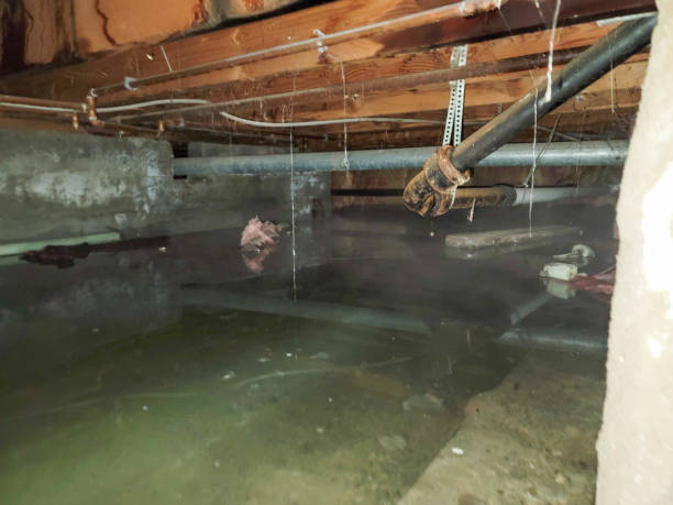 Best Flood restoration services  in Aventura, FL