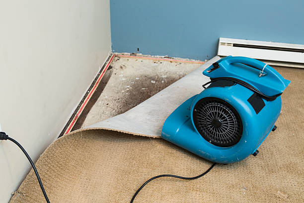 Best Mold removal after water damage  in Aventura, FL